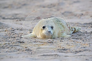 Gray Seal (Halichoerus grypus) Helgoland Germany