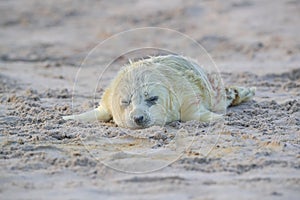 Gray Seal (Halichoerus grypus) Helgoland Germany