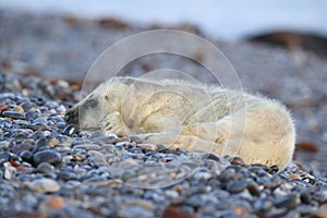 Gray Seal (Halichoerus grypus) Helgoland Germany