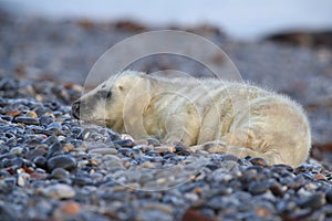 Gray Seal (Halichoerus grypus) Helgoland Germany