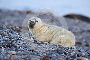 Gray Seal (Halichoerus grypus) Helgoland Germany