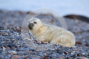 Gray Seal (Halichoerus grypus) Helgoland Germany