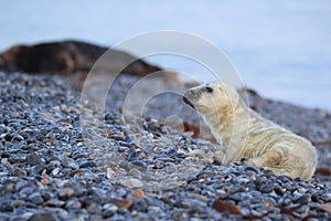 Gray Seal (Halichoerus grypus) Helgoland Germany