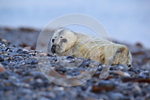 Gray Seal (Halichoerus grypus) Helgoland Germany