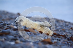 Gray Seal (Halichoerus grypus) Helgoland Germany