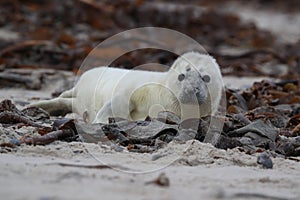 Gray Seal (Halichoerus grypus) Helgoland Germany