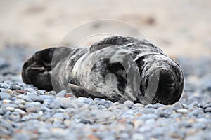 Gray Seal (Halichoerus grypus) Helgoland Germany