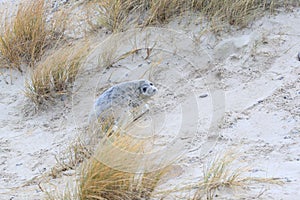 Gray Seal (Halichoerus grypus) Helgoland Germany