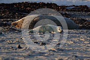 Gray Seal (Halichoerus grypus) Helgoland Germany