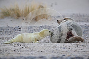 Gray Seal (Halichoerus grypus) Helgoland Germany