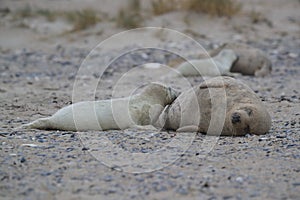 Gray Seal (Halichoerus grypus) Helgoland Germany