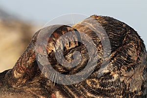 Gray Seal (Halichoerus grypus)  Helgoland Germany