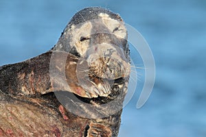 Gray Seal & x28;Halichoerus grypus& x29;  Helgoland Germany