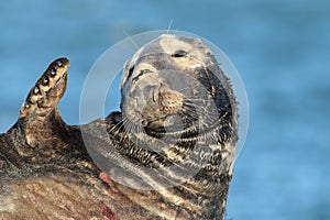 Gray Seal (Halichoerus grypus)  Helgoland Germany
