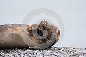 Gray Seal (Halichoerus grypus) Island Helgoland Germany