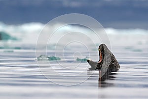 The gray seal Halichoerus grypus with its mouth open. Big seal in sea with floating ice