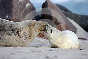 Gray Seal (Halichoerus grypus) Pup Island  Helgoland Germany