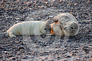 Gray Seal (Halichoerus grypus) Pup Island  Helgoland Germany