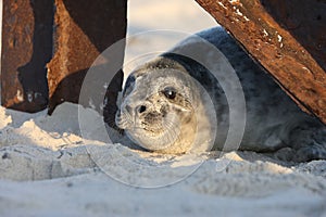 Gray Seal (Halichoerus grypus) Pup Island  Helgoland Germany