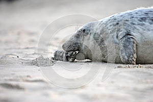 Gray Seal (Halichoerus grypus) Pup Island  Helgoland Germany