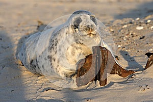 Gray Seal (Halichoerus grypus) Pup Island  Helgoland Germany