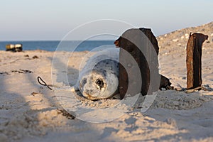 Gray Seal (Halichoerus grypus) Pup Island  Helgoland Germany