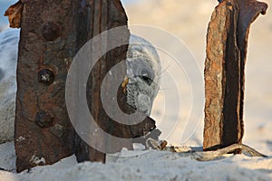 Gray Seal (Halichoerus grypus) Pup Island  Helgoland Germany