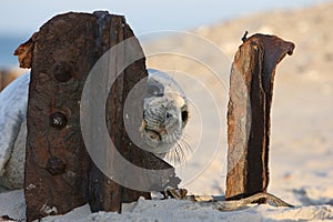 Gray Seal (Halichoerus grypus) Pup Island  Helgoland Germany