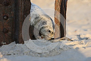 Gray Seal (Halichoerus grypus) Pup Island  Helgoland Germany