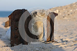 Gray Seal (Halichoerus grypus) Pup Island  Helgoland Germany