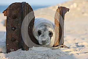 Gray Seal (Halichoerus grypus) Pup Island  Helgoland Germany