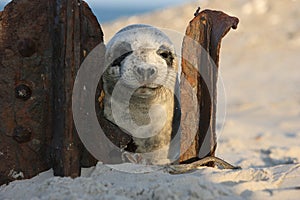 Gray Seal (Halichoerus grypus) Pup Island  Helgoland Germany