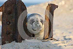 Gray Seal (Halichoerus grypus) Pup Island  Helgoland Germany