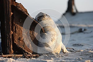 Gray Seal (Halichoerus grypus) Pup Island  Helgoland Germany