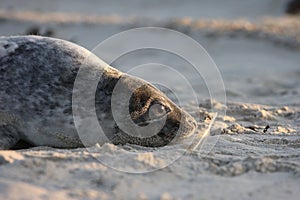 Gray Seal (Halichoerus grypus) Pup Island  Helgoland Germany