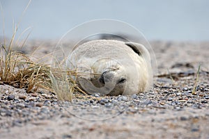 Gray Seal (Halichoerus grypus) Pup Island  Helgoland Germany
