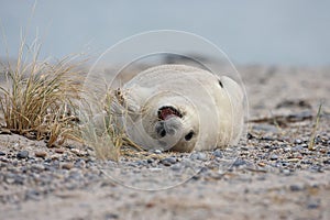 Gray Seal (Halichoerus grypus) Pup Island  Helgoland Germany