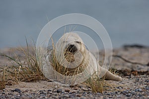 Gray Seal (Halichoerus grypus) Pup Island  Helgoland Germany