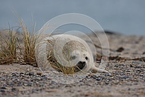 Gray Seal (Halichoerus grypus) Pup Island  Helgoland Germany