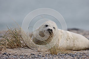 Gray Seal (Halichoerus grypus) Pup Island  Helgoland Germany