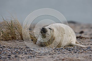 Gray Seal (Halichoerus grypus) Pup Island  Helgoland Germany