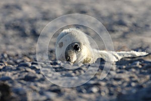 Gray Seal (Halichoerus grypus) Pup Island  Helgoland Germany