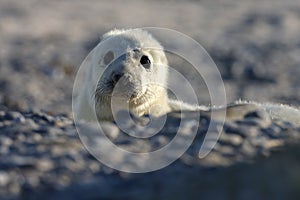 Gray Seal (Halichoerus grypus) Pup Island  Helgoland Germany