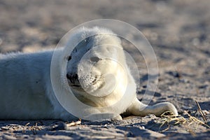 Gray Seal (Halichoerus grypus) Pup Island  Helgoland Germany