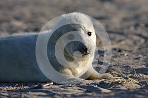 Gray Seal (Halichoerus grypus) Pup Island  Helgoland Germany