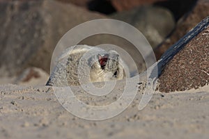 Gray Seal (Halichoerus grypus) Pup Island  Helgoland Germany