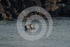 A gray seal, Halichoerus grypus. Swimming in the sea with head above water. Rock in the background