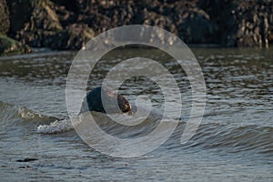 A gray seal, Halichoerus grypus. Swimming in the sea with waves, head above water. Rock in the background