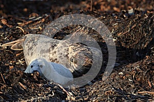 Gray Seal (Halichoerus grypus) wiht Pup , Germany