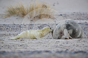 Gray Seal (Halichoerus grypus) wiht Pup , Germany